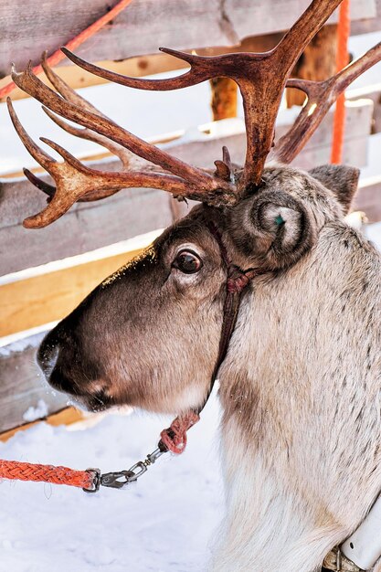 Renne alla fattoria invernale a Rovaniemi, Lapponia, Finlandia