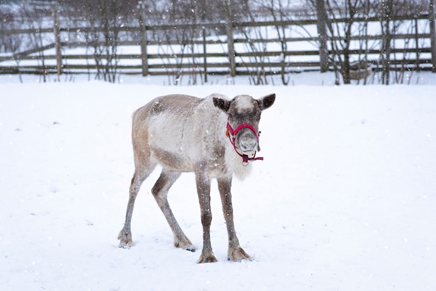 Renne nel recinto in una giornata invernale nevosa, animale del nord