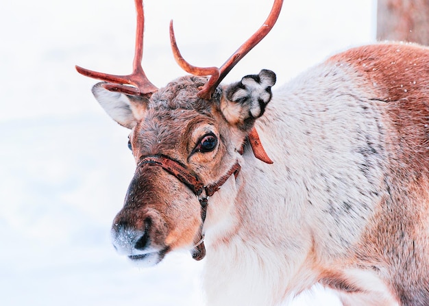 Renne nella foresta di neve invernale, presso la fattoria finlandese Saami a Rovaniemi, Finlandia, Lapponia a Natale. Al Polo Nord Artico.