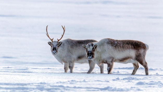 Renne nella neve, Svalbard, Longyearbyen