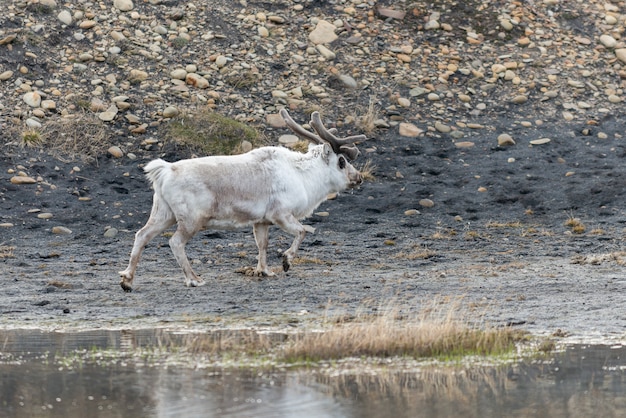 Renne selvatiche madre e cucciolo in tundra ad ora legale