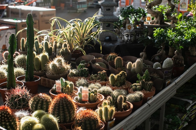 Reparto giardino nella vendita al dettaglio di cactus succulente e piante in vaso