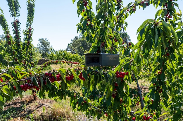 Repellente per uccelli l'altoparlante emette suoni repellenti Attrezzatura in una fattoria di ciliegie