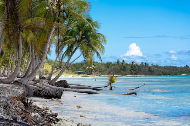 Repubblica Dominicana bellissima costa caraibica con acqua turchese e palme