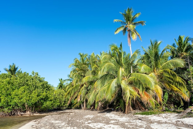 Repubblica Dominicana bellissima costa caraibica con acqua turchese e palme