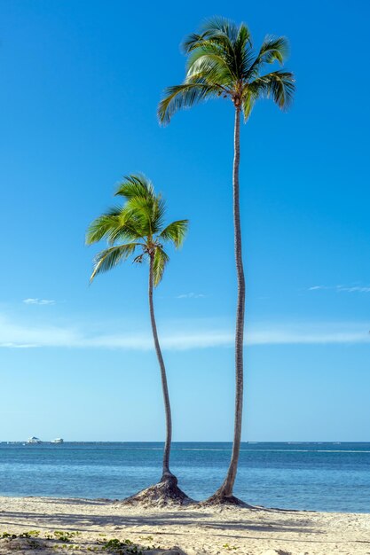 Repubblica Dominicana Punta Cana bellissima costa del Mar dei Caraibi con acqua turchese e palme