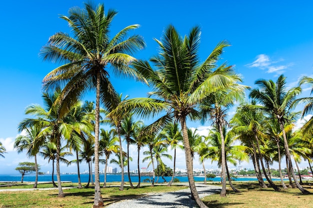 Repubblica Dominicana Santo Domingo bellissima costa del Mar dei Caraibi con acqua turchese e palme