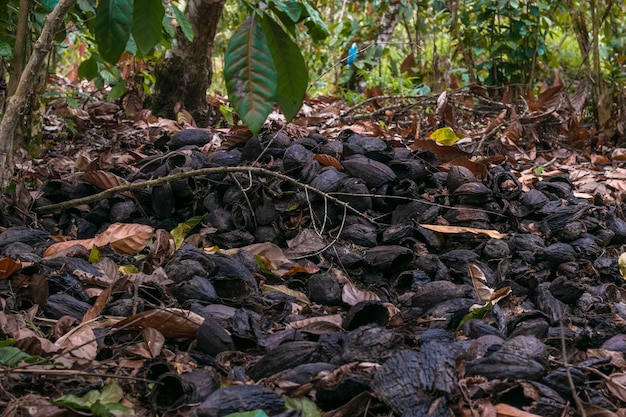 residuo di cacao, buccia di cacao nella fattoria brasiliana