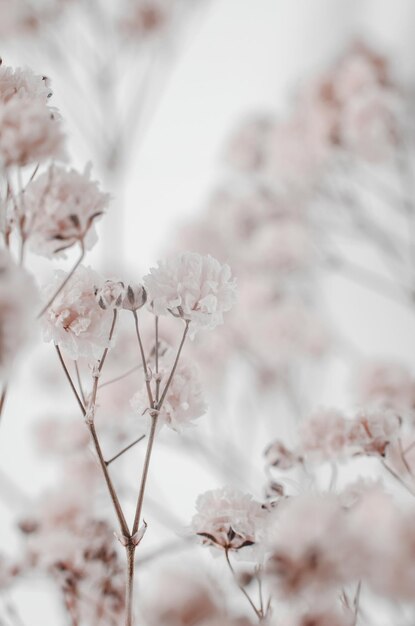 Respirazione baby gypsophila fotografia macro Bouquet di gypsophila su sfondo beige fuoco selettivo