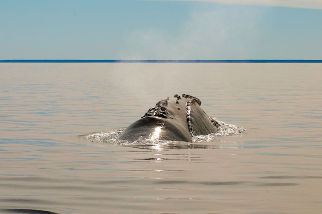 Respirazione delle balene Penisola Valdes Patagonia Argentina