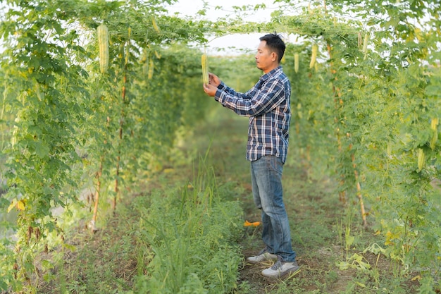 Responsabile della ricerca agricola