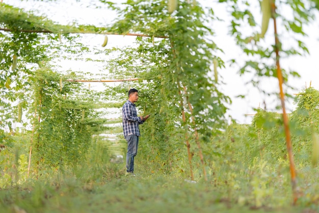 Responsabile della ricerca agricola