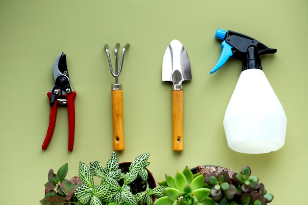 Resta a casa e fai giardinaggio. Ripiantare il fiore nel giardino interno. Piante verdi in vaso a casa, forniture da giardino, layout della giungla urbana.