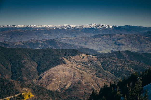 Resti delle montagne d'inverno della foresta di conifere della primavera della neve