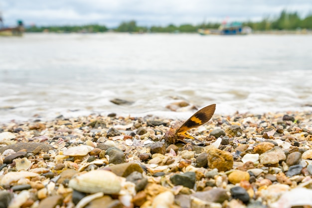 Resti di cicala sulla spiaggia