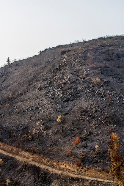 Resti di un incendio boschivo