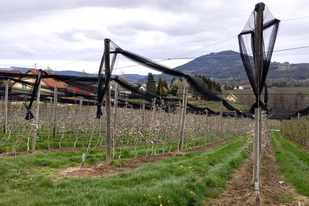 Rete di protezione contro la grandine su file di mele in una piantagione sulle colline della Stiria austriaca