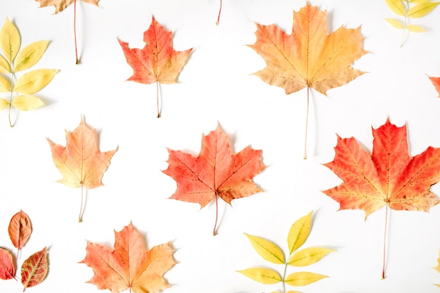 Reticolo rosso della foglia di acero di autunno su bianco. autunno