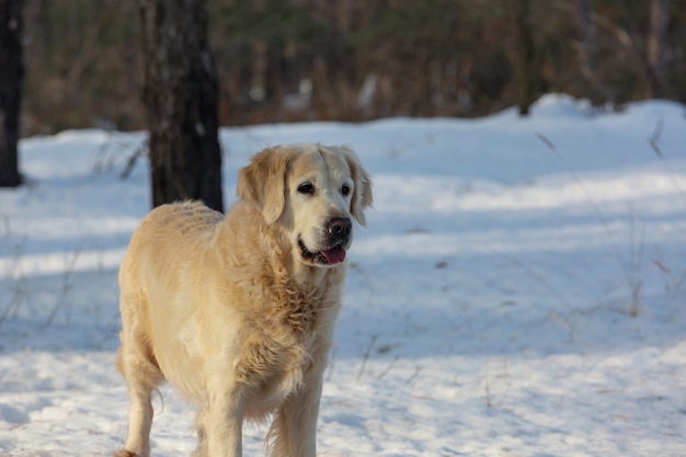 Retriever nella foresta invernale