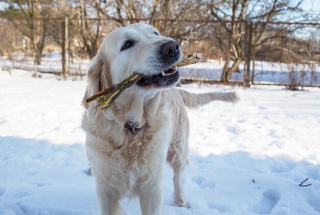 Retriever nella foresta invernale