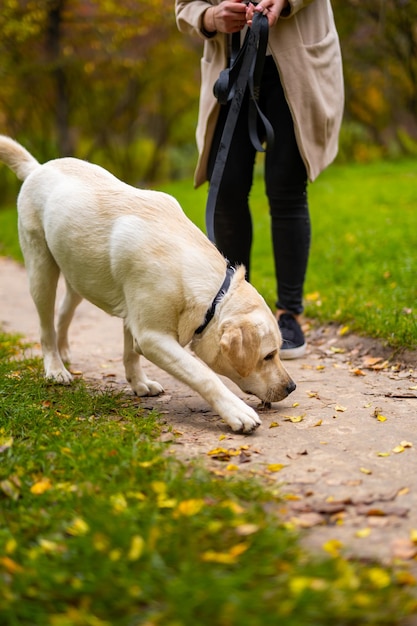 Retriver cane annusa groung mentre cammina con il proprietario dell'uomo nel parco Parco autunnale sullo sfondo