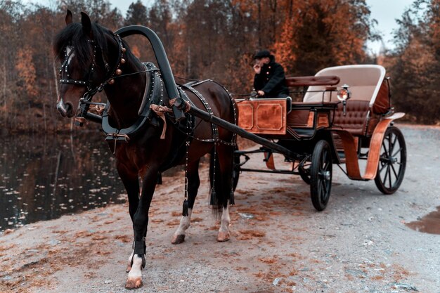 Retro sullo sfondo di un cavallo castagno in carrozza vicino a un bellissimo lago e a una foresta autunnale