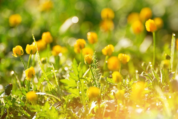 Retroilluminato dalla luce del sole ranunculus steli primo piano