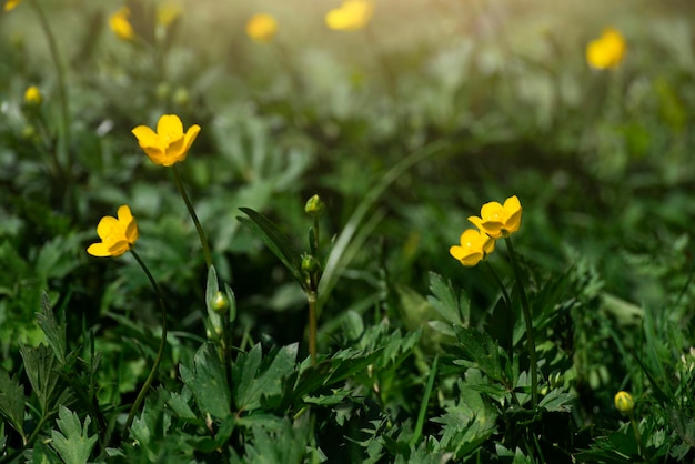 Retroilluminato dalla luce del sole ranunculus steli primo piano