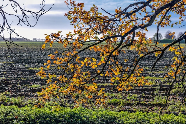 Retroilluminato Quercia nel Cambridgeshire in una giornata autunnale