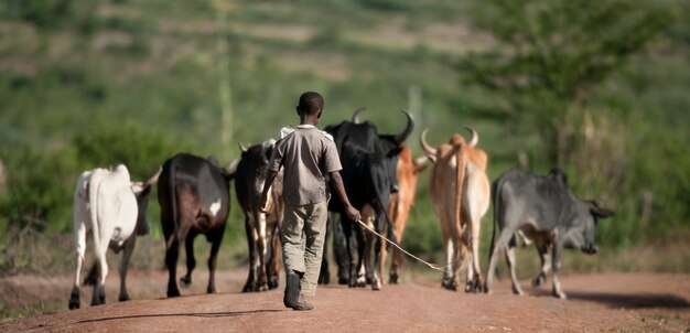 Retrovisione del ragazzo con il gregge del bestiame, parco nazionale di Serengeti, Serengeti, Tanzania, Africa