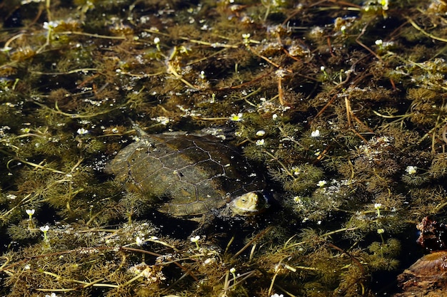 Rettili nel loro ambiente naturale.