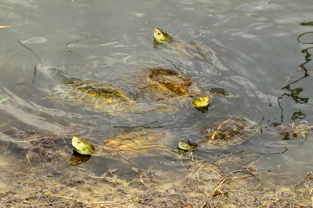 Rettili nel loro ambiente naturale.