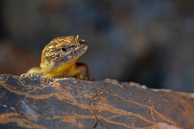 Rettili nel loro ambiente naturale.