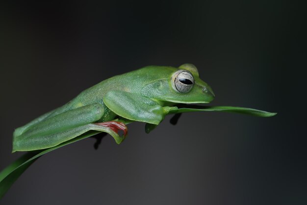 Rhacophorus dulitensis primo piano su foglie verdi