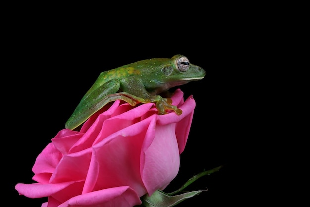 Rhacophorus prominanus o il primo piano malese della raganella sul fiore di rosa