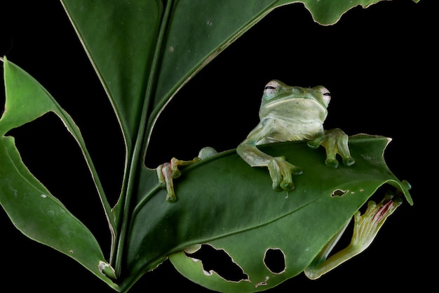 Rhacophorus prominanus o la raganella malese su foglia verde