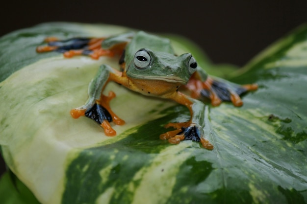 Rhacophorus reinwardtii, raganella volante sulla foglia