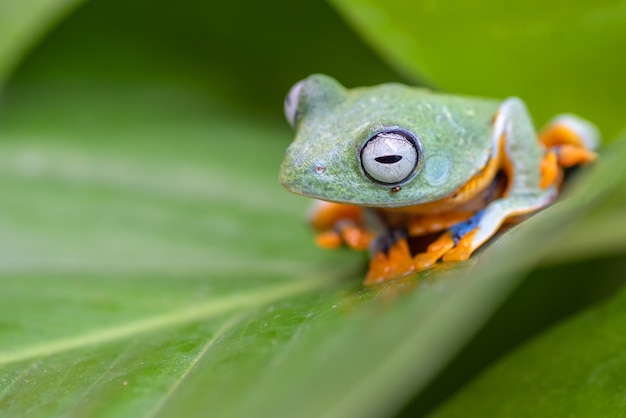 Rhacophorus reinwardtii. È variamente noto con i nomi comuni di raganella dalla palmatura nera