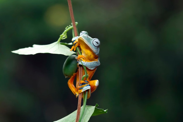 Rhacophorus reinwartii su foglie verdi