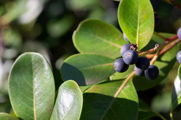 Rhaphiolepis indica da frutto Arbusto sempreverde albero nano a più fusti Il frutto è viola scuro rotondo Foglie verdi piccole ovali