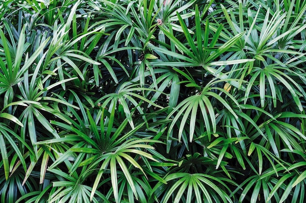 Rhapis excelsa o Lady palm nel giardino