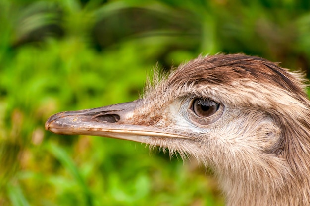 Rhea maggiore (Rhea americana), uccello bello e grande che guarda l'obbiettivo nello zoo in Brasile