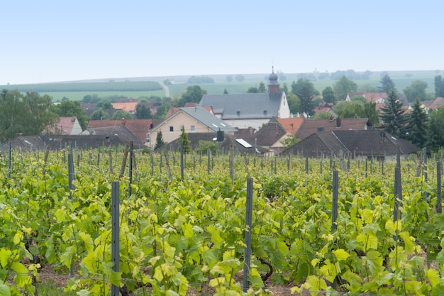 Rheinhessen