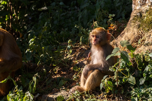 Rhesus Macaque Monkey