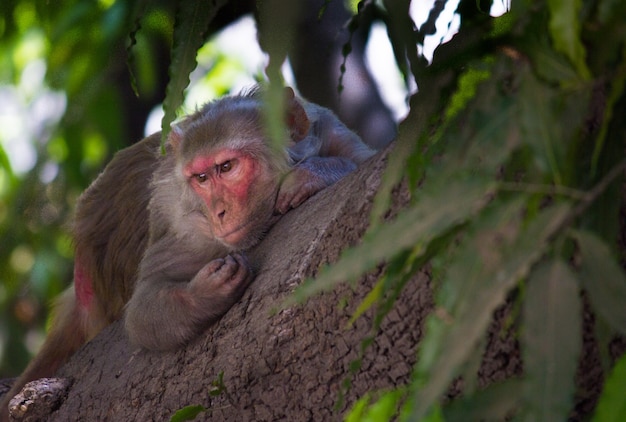 Rhesus Macaque Monkey