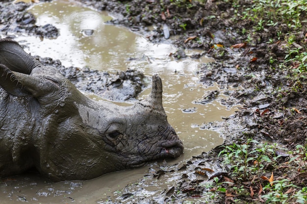 Rhino sta mangiando l'erba allo stato brado, parco nazionale di Chitwan, Nepal