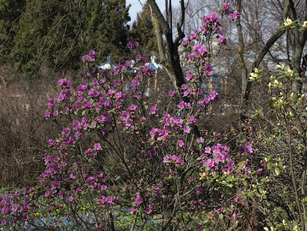 Rhododendron Daurian Lat Il Rhododendron dauricum è un arbusto deciduo o sempreverde