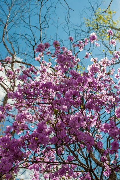 Rhododndron Rhododndron fiori e cielo blu Primavera