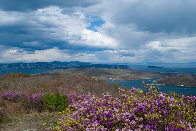 Rhododndron Rhododndron fiori e cielo blu Primavera