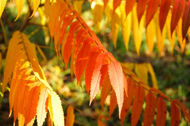 Rhus typhina o sommacco staghorn in primo piano autunnale